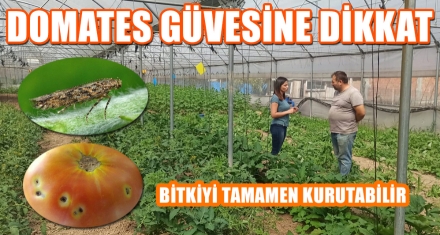 DOMATES GÜVESİNE DİKKAT