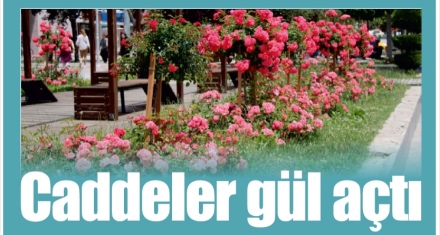 Güller güzel bir görüntü oluşturdu