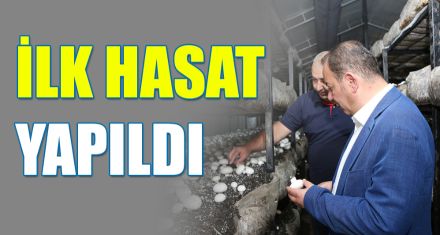 İLK HASAT YAPILDI