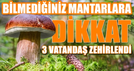 BİLMEDİĞİNİZ MANTARLARA DİKKAT
