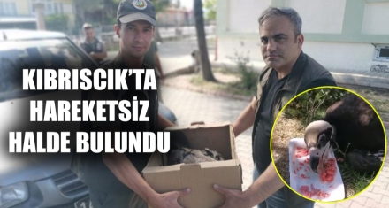 KIBRISCIK'TA HAREKETSİZ HALDE BULUNDU