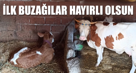 İLK BUZAĞILAR HAYIRLI OLSUN