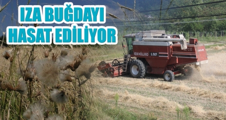 IZA BUĞDAYI HASAT EDİLİYOR