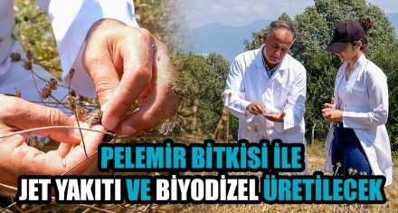 PELEMİR BİTKİSİ İLE JET YAKITI VE BİYODİZEL ÜRETİLECEK