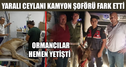 YARALI CEYLANI KAMYON ŞOFÖRÜ FARK ETTİ