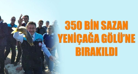 350 BİN SAZAN YENİÇAĞA GÖLÜ'NE BIRAKILDI