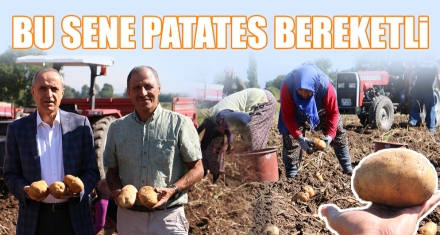 BU SENE PATATES BEREKETLİ