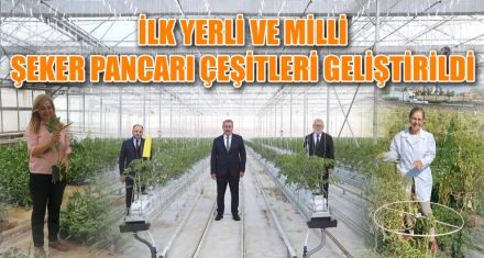 İLK YERLİ VE MİLLİ ŞEKER PANCARI ÇEŞİTLERİ GELİŞTİRİLDİ
