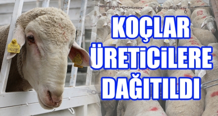 KOÇLAR ÜRETİCİLERE DAĞITILDI