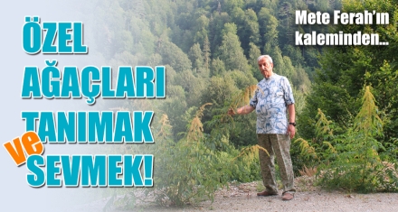 ÖZEL AĞAÇLARI TANIMAK VE SEVMEK!