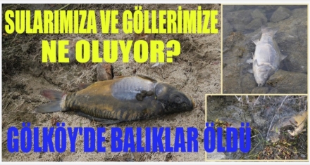 GÖLKÖY'DE ÖLÜ BALIKLAR KIYIYA VURDU