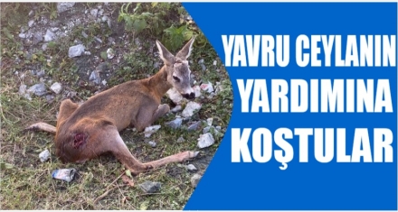 Yavru ceylanın yardımına koştular 