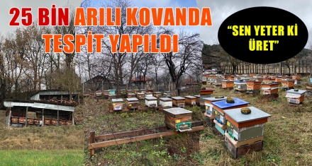 Arılı Kovan Tespitleri Devam Ediyor