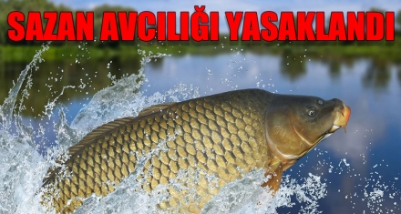 SAZAN AVCILIĞI YASAKLANDI