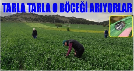 Böcek deyip geçmeyin!