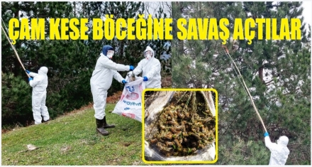 ÇAM KESE BÖCEĞİNE SAVAŞ AÇTILAR 