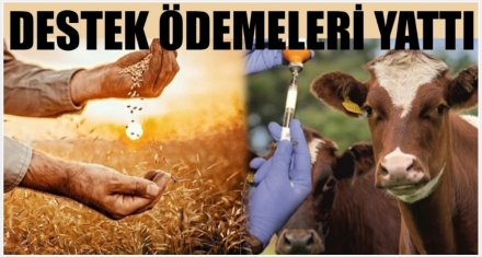 DESTEK ÖDEMELERİ HESAPLARA YATTI 