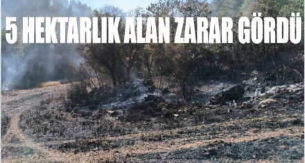 5 HEKTARLIK ALAN ZARAR GÖRDÜ