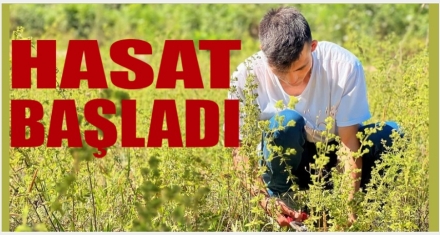 Hasat başladı