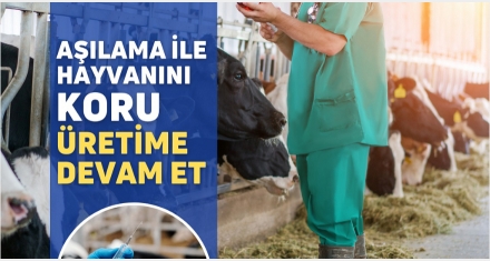 SONBAHAR ŞAP AŞILAMASI DEVAM EDİYOR