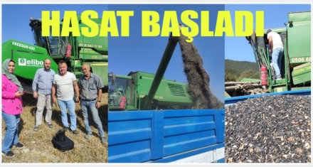 BOLU'NUN YENİ GÖZDESİNDE HASAT VAKTİ