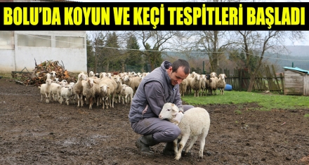 BOLU'DA KOYUN VE KEÇİ TESPİTLERİ BAŞLADI
