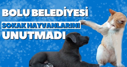 BOLU BELEDİYESİ SOKAK HAYVANLARINI UNUTMADI