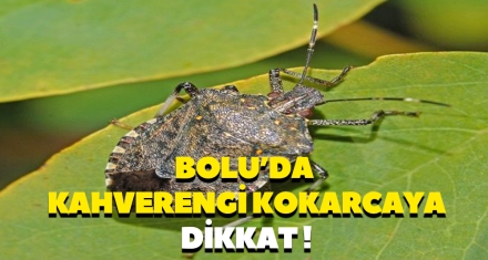 BOLU'DA KAHVERENGİ KOKARCAYA DİKKAT
