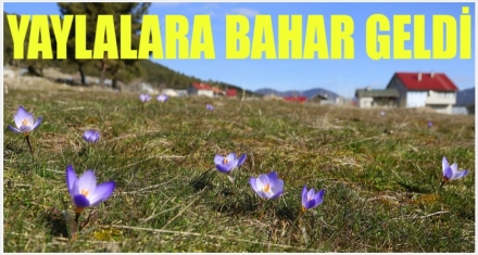 YAYLALARA BAHAR GELDİ 