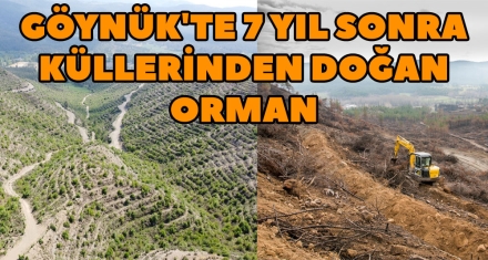ORMAN YANGINININ 7 YIL SONRASINDA YENİ BİR ORMAN 