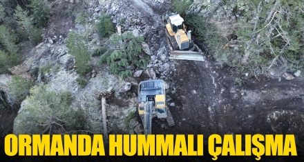 ORMANDA HUMMALI ÇALIŞMA 