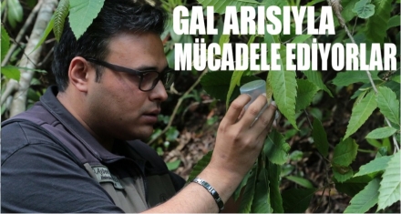 GAL ARISIYLA MÜCADELE DEVAM EDİYOR 
