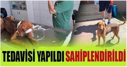 TEDAVİ ETTİRİLİP SAHİPLENDİRİLDİ 