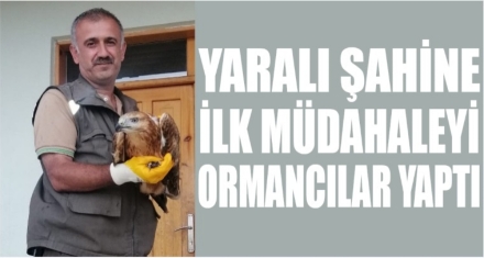 Yaralı şahine ilk müdahale ormancılardan