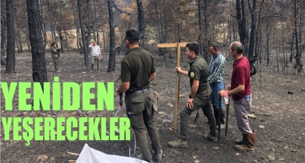 YENİDEN YEŞERECEKLER 