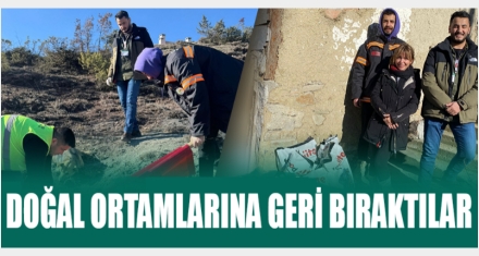 Doğal ortamlarına geri bırakıldı 