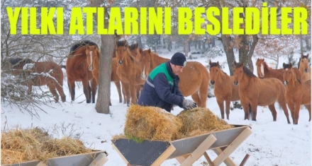 YILKI ATLARINI BESLEDİLER 