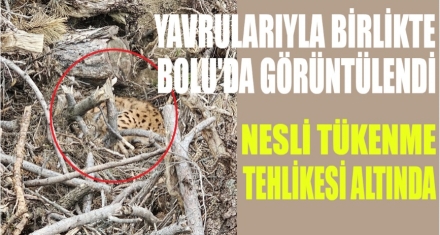 BOLU'DA GÖRÜNTÜLENDİ
