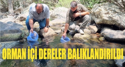 12 BİN KIRMIZI BENEKLİ ALABALIK YAVRUSU DERELERE BIRAKILDI