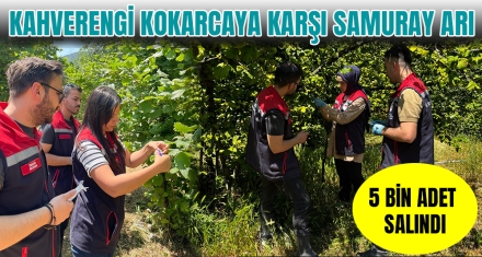 KAHVERENGİ KOKARCAYA KARŞI SAMURAY ARI