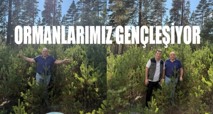 ORMANLARIMIZ GENÇLEŞİYOR
