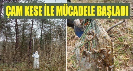 Çam kese böceğiyle mücadele başladı